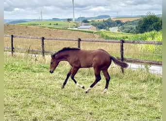 American Quarter Horse, Merrie, Veulen (04/2025), 154 cm, Bruin