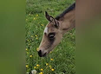 American Quarter Horse, Merrie, , 154 cm, Buckskin