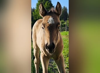 American Quarter Horse, Merrie, , 154 cm, Buckskin