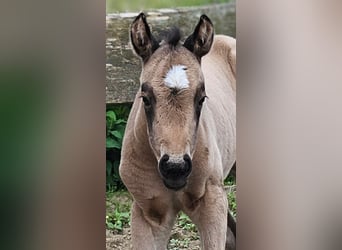 American Quarter Horse, Merrie, , 154 cm, Buckskin
