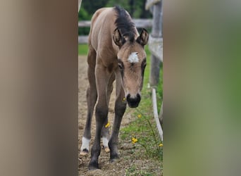 American Quarter Horse, Merrie, , 154 cm, Buckskin