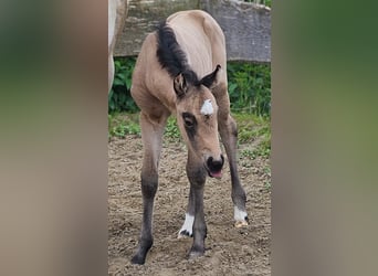 American Quarter Horse, Merrie, , 154 cm, Buckskin