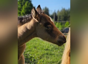 American Quarter Horse, Merrie, , 154 cm, Buckskin