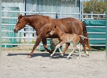 American Quarter Horse, Merrie, veulen (04/2024), 154 cm, Donkere-vos