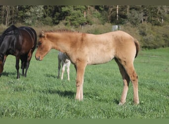 American Quarter Horse, Merrie, veulen (02/2024), 154 cm, Falbe