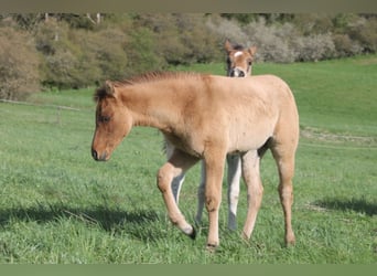 American Quarter Horse, Merrie, veulen (02/2024), 154 cm, Falbe