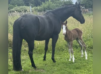 American Quarter Horse, Merrie, , 155 cm, Bruin