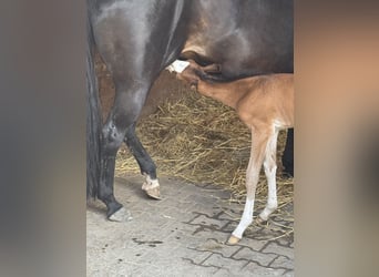 American Quarter Horse, Merrie, , 155 cm, Bruin