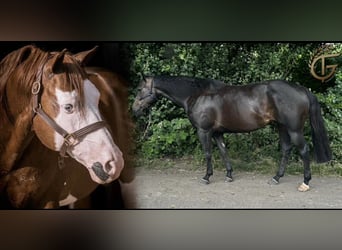 American Quarter Horse, Merrie, , 155 cm, Bruin
