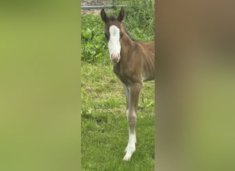 American Quarter Horse, Merrie, , 155 cm, Bruin