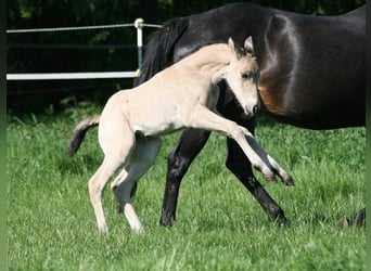 American Quarter Horse, Merrie, Veulen (04/2025), 155 cm, Buckskin