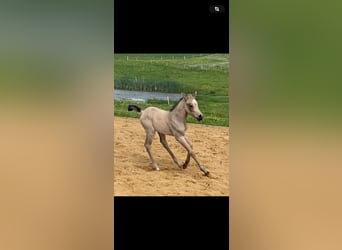 American Quarter Horse, Merrie, veulen (05/2024), 155 cm, Buckskin