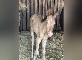 American Quarter Horse, Merrie, veulen (06/2024), 155 cm, Champagne