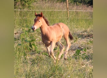 American Quarter Horse Mix, Merrie, veulen (04/2023), 155 cm, Champagne
