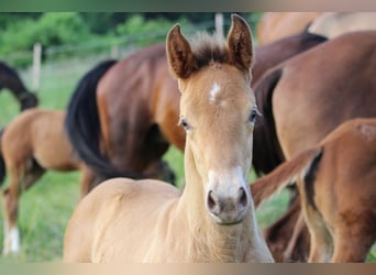 American Quarter Horse Mix, Merrie, veulen (04/2023), 155 cm, Champagne