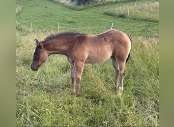 American Quarter Horse, Merrie, Veulen (04/2026), 155 cm, Schimmel