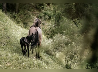 American Quarter Horse, Merrie, veulen (05/2024), 155 cm, Zwart