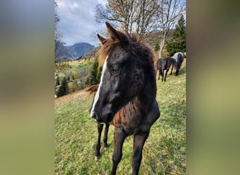 American Quarter Horse, Merrie, veulen (03/2024), 155 cm, Zwartbruin