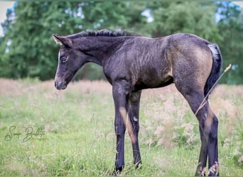 American Quarter Horse, Merrie, Veulen (06/2026), 160 cm, Brown Falb schimmel