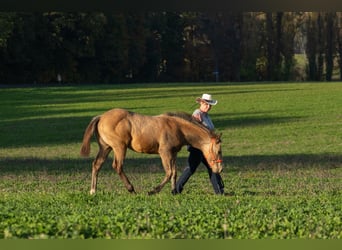 American Quarter Horse, Merrie, , 160 cm, Buckskin