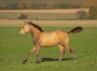 American Quarter Horse, Merrie, , 160 cm, Buckskin