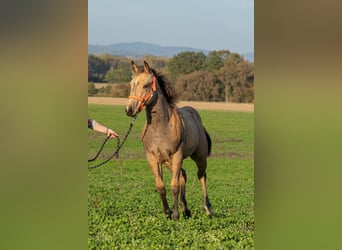 American Quarter Horse, Merrie, , 160 cm, Buckskin