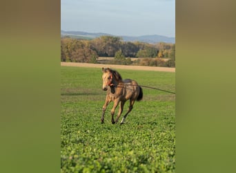 American Quarter Horse, Merrie, , 160 cm, Buckskin