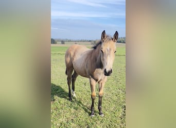 American Quarter Horse, Merrie, , 160 cm, Buckskin