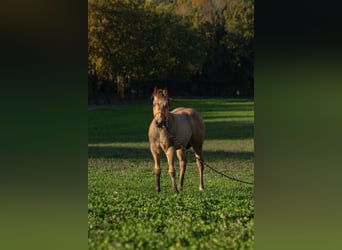 American Quarter Horse, Merrie, , 160 cm, Buckskin