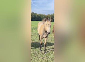 American Quarter Horse, Merrie, veulen (05/2024), 160 cm, Buckskin