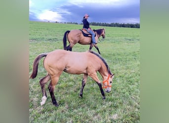 American Quarter Horse, Merrie, veulen (05/2024), 160 cm, Buckskin