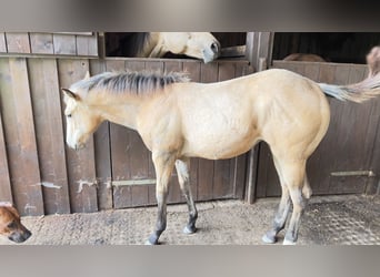 American Quarter Horse, Merrie, veulen (05/2024), 160 cm, Buckskin