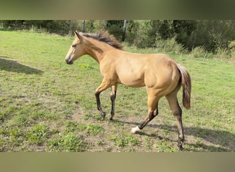 American Quarter Horse, Merrie, veulen (05/2024), 160 cm, Buckskin