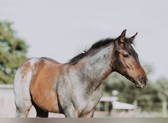 American Quarter Horse, Merrie, veulen (04/2024), 160 cm, Roan-Bay