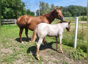 American Quarter Horse, Merrie, veulen (05/2023), 160 cm, Roan-Red