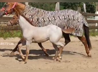 American Quarter Horse, Merrie, veulen (05/2023), 160 cm, Roan-Red