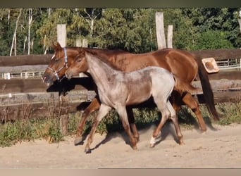 American Quarter Horse, Merrie, veulen (05/2023), 160 cm, Roan-Red