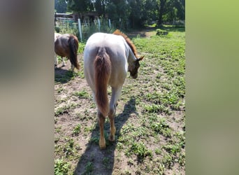 American Quarter Horse, Merrie, veulen (05/2023), 160 cm, Roan-Red