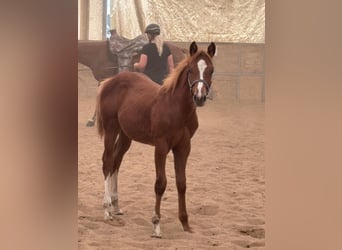 American Quarter Horse, Merrie, Veulen (03/2025), 160 cm, Vos