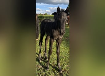 American Quarter Horse, Merrie, Veulen (04/2025), Blauwschimmel