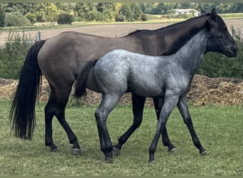 American Quarter Horse, Merrie, Veulen (04/2025), Blauwschimmel