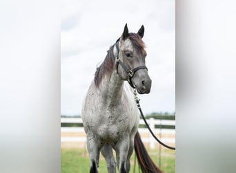 American Quarter Horse, Merrie, Veulen (04/2025), Blauwschimmel
