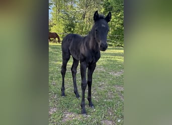 American Quarter Horse, Merrie, Veulen (04/2025), Blauwschimmel