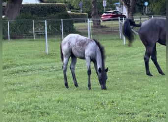 American Quarter Horse, Merrie, Veulen (04/2025), Blauwschimmel