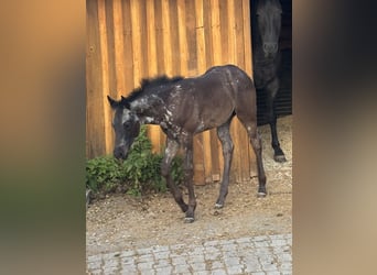 American Quarter Horse, Merrie, Veulen (04/2025), Blauwschimmel