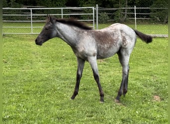 American Quarter Horse, Merrie, Veulen (04/2025), Blauwschimmel