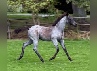 American Quarter Horse, Merrie, Veulen (04/2025), Blauwschimmel