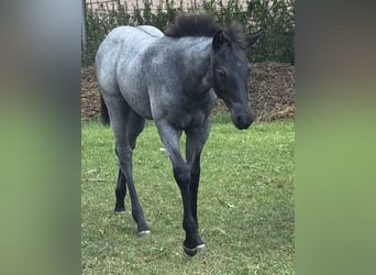 American Quarter Horse, Merrie, Veulen (04/2025), Blauwschimmel