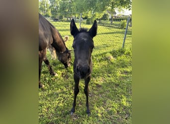 American Quarter Horse, Merrie, Veulen (04/2025), Blauwschimmel