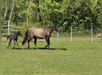 American Quarter Horse, Merrie, Veulen (04/2025), Blauwschimmel